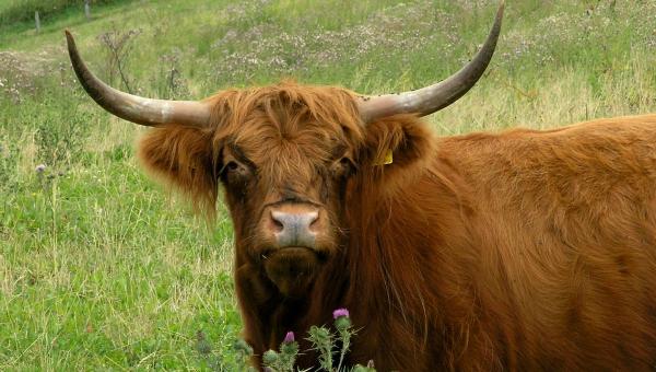 Highland Cattle - Hans Dekker